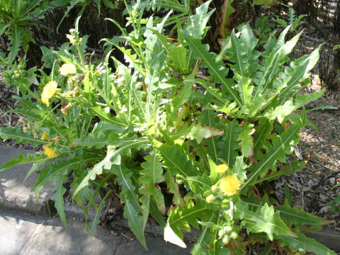 Sonchus congestus