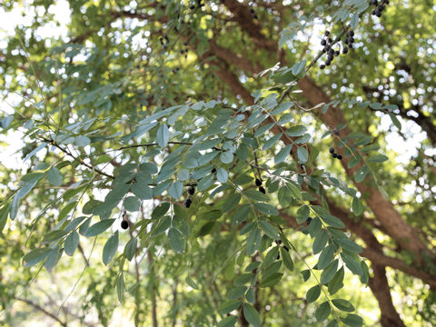 Sophora affinis