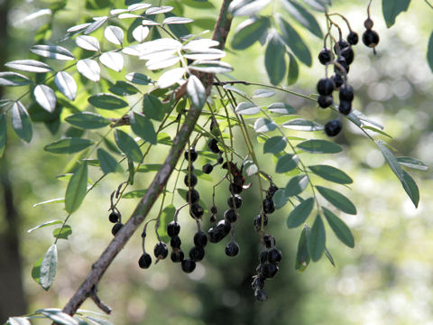 Sophora affinis