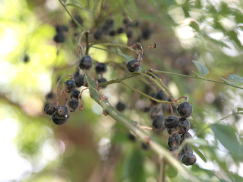 Sophora affinis