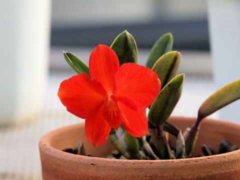 Sophronitis coccinea