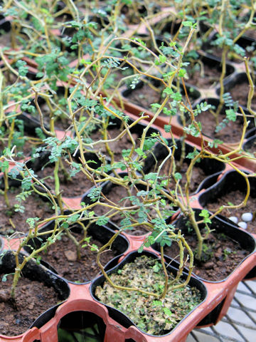 Sophora prostrata cv. Little Baby