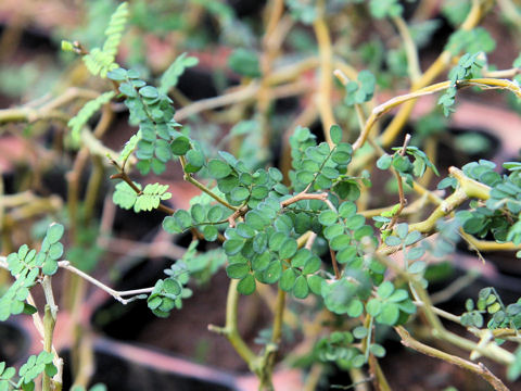 Sophora prostrata cv. Little Baby