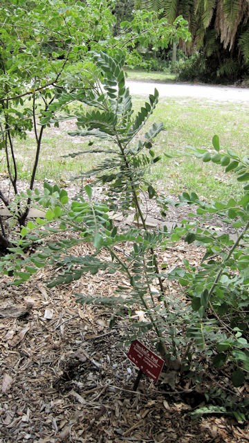 Sophora tomentosa var. truncata