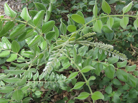 Sophora tomentosa var. truncata