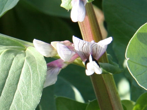 Vicia faba