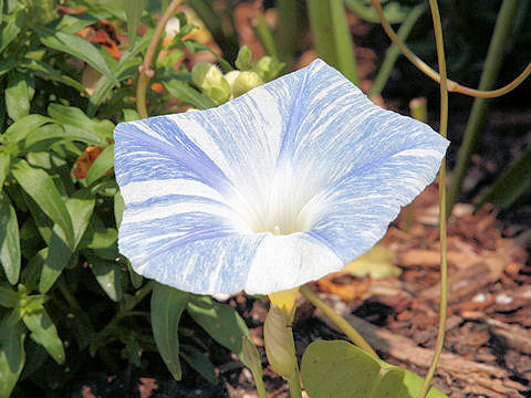 Ipomoea tricolor cv. Flying Saucers