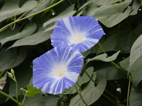 Ipomoea tricolor cv. Flying Saucers