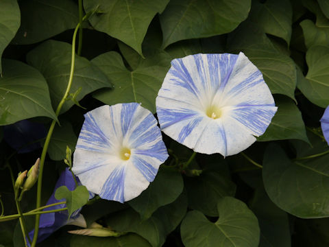 Ipomoea tricolor cv. Flying Saucers