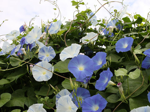 Ipomoea tricolor cv. Flying Saucers