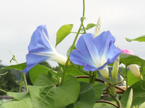 Ipomoea tricolor cv. Heavenly Blue