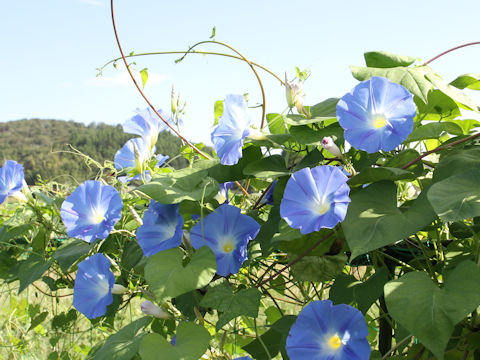 Ipomoea tricolor cv. Heavenly Blue
