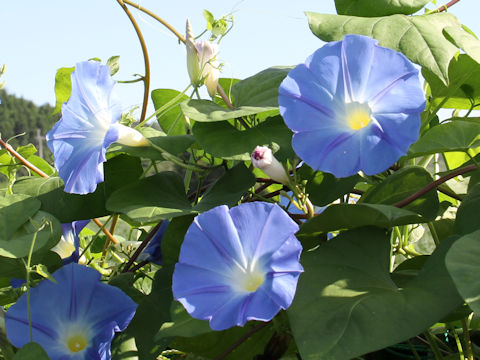 Ipomoea tricolor cv. Heavenly Blue