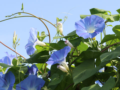 Ipomoea tricolor cv. Heavenly Blue