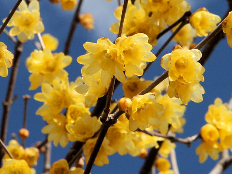 Chimonanthus praecox f. concolor