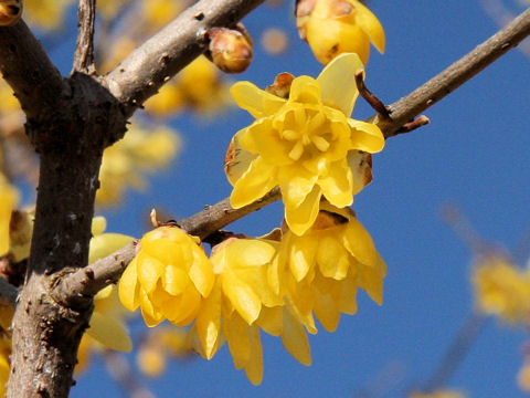 Chimonanthus praecox f. concolor