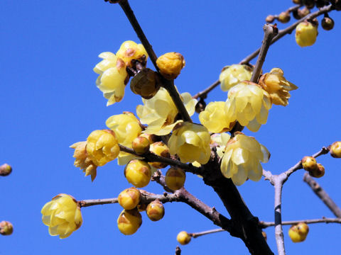 Chimonanthus praecox f. concolor