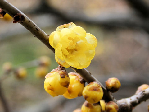 Chimonanthus praecox f. concolor