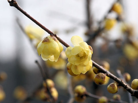 Chimonanthus praecox f. concolor