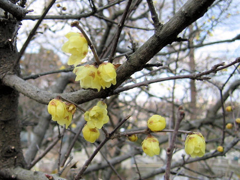 Chimonanthus praecox f. concolor