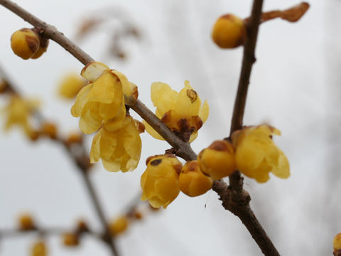 Chimonanthus praecox f. concolor