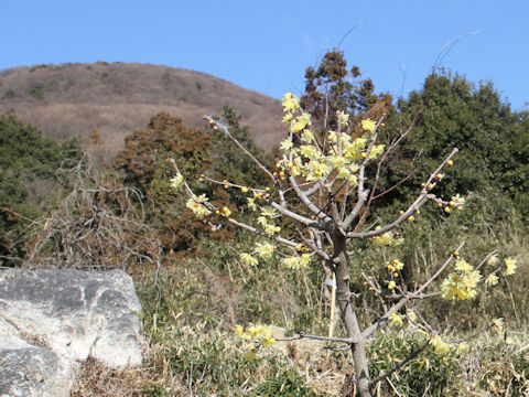 Chimonanthus praecox f. concolor