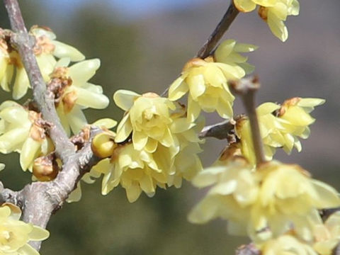 Chimonanthus praecox f. concolor