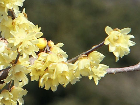 Chimonanthus praecox f. concolor