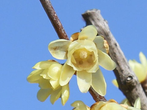 Chimonanthus praecox f. concolor