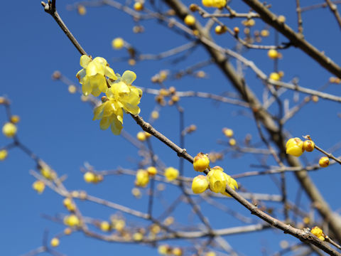 Chimonanthus praecox f. concolor