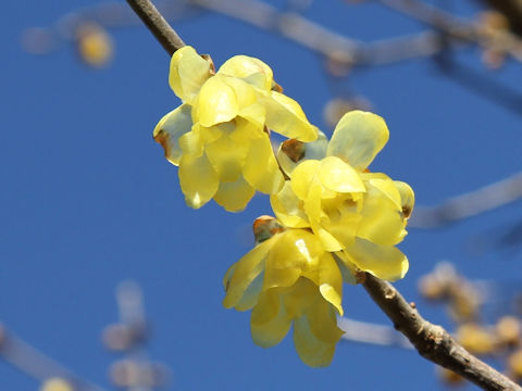 Chimonanthus praecox f. concolor