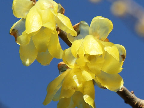 Chimonanthus praecox f. concolor