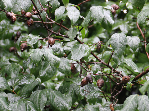 Chimonanthus praecox f. concolor