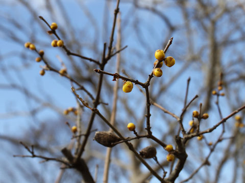 Chimonanthus praecox f. concolor