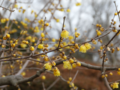 Chimonanthus praecox f. concolor