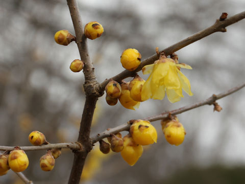 Chimonanthus praecox f. concolor