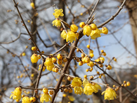 Chimonanthus praecox f. concolor