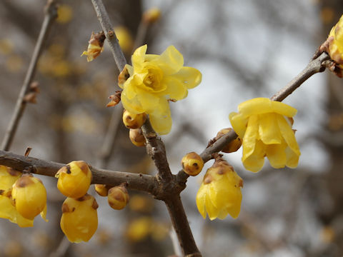 Chimonanthus praecox f. concolor