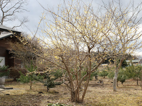 Chimonanthus praecox f. concolor