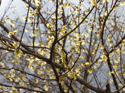 Chimonanthus praecox f. concolor