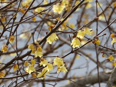 Chimonanthus praecox f. concolor