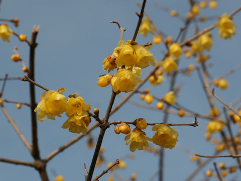 Chimonanthus praecox var. lutea