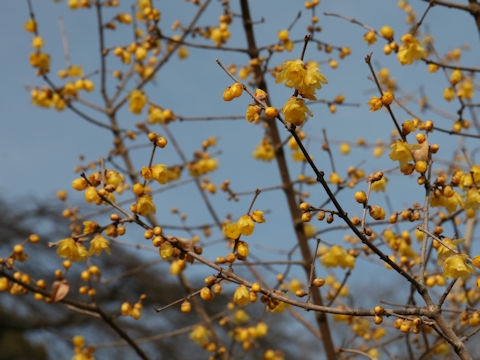 Chimonanthus praecox f. concolor