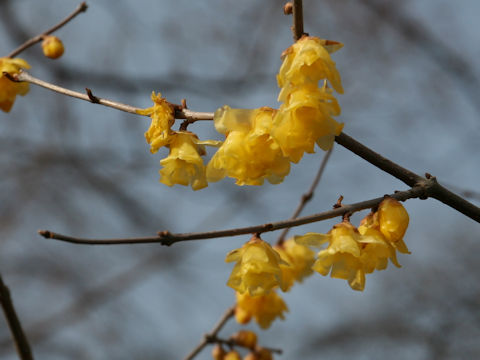 Chimonanthus praecox f. concolor