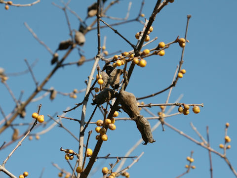 Chimonanthus praecox f. concolor