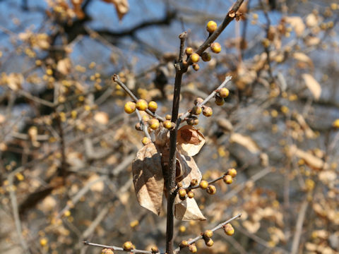 Chimonanthus praecox f. concolor