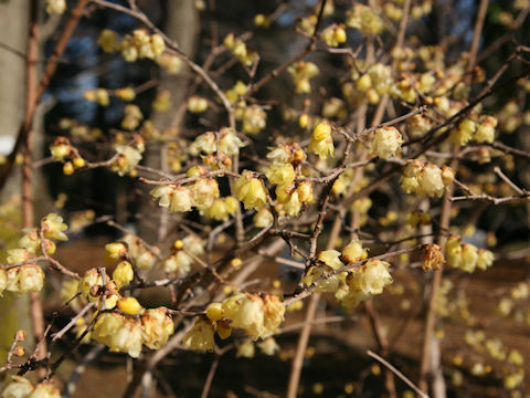 Chimonanthus praecox f. concolor