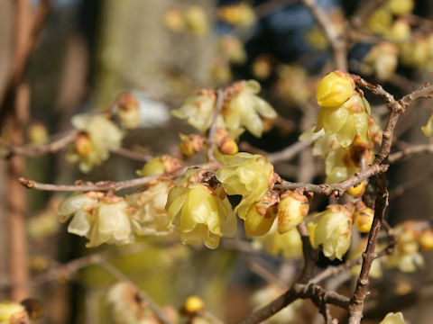 Chimonanthus praecox f. concolor