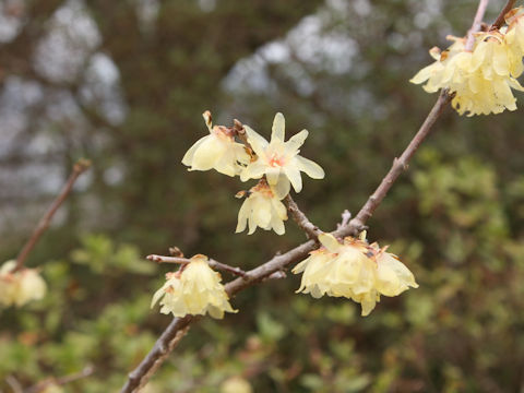 Chimonanthus praecox f. concolor