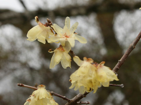 Chimonanthus praecox f. concolor